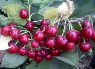 Kashmiri Cherry – Coming Soon - Image 4