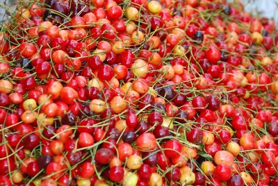 Kashmiri Cherry – Coming Soon - Image 2