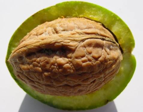 Walnuts (Whole) - Image 6