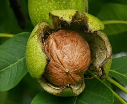 Walnuts and Kashmir