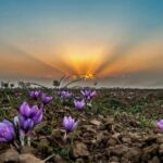Pampore Saffron Harvest Explained: Grades, History, Visiting Tips and FAQs