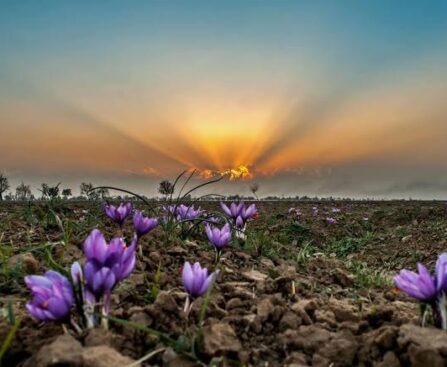 Pampore Saffron Harvest Explained: Grades, History, Visiting Tips and FAQs