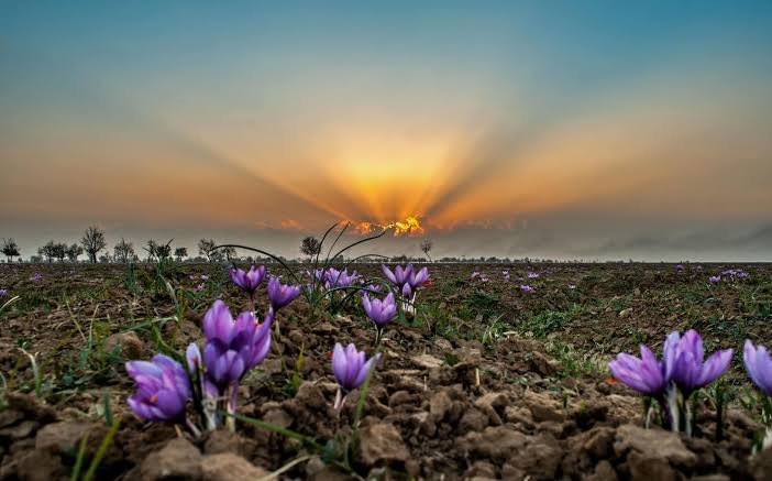 Pampore Saffron Harvest Explained: Grades, History, Visiting Tips and FAQs